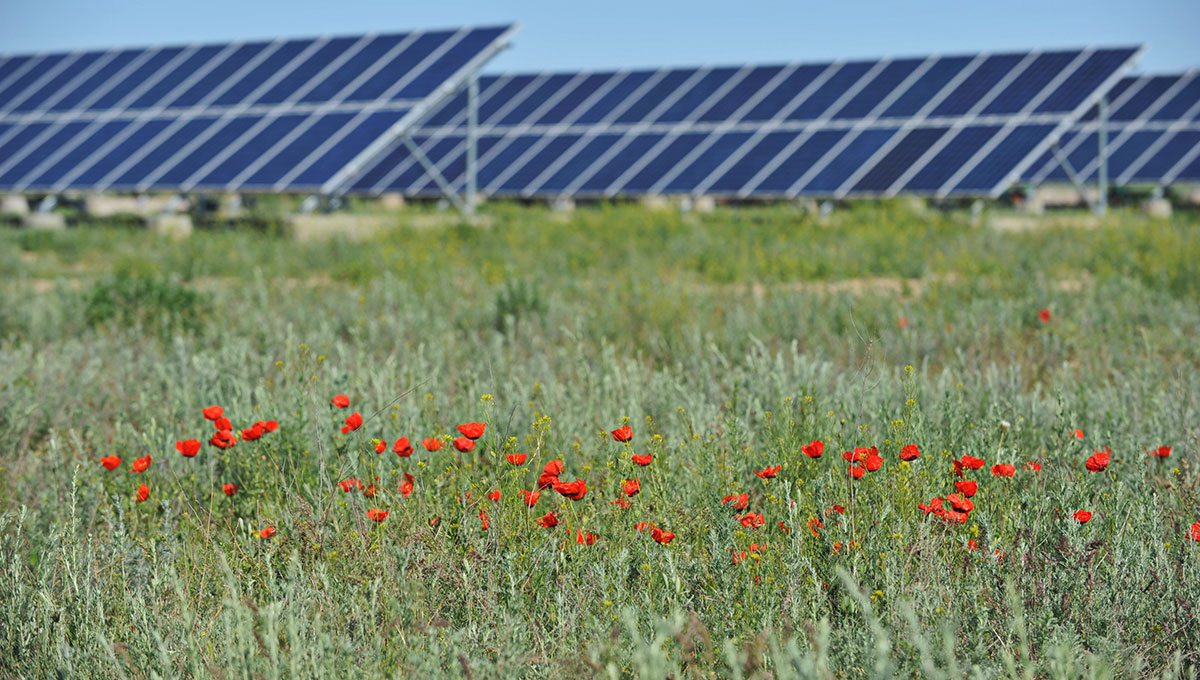 Solar panels and poppies