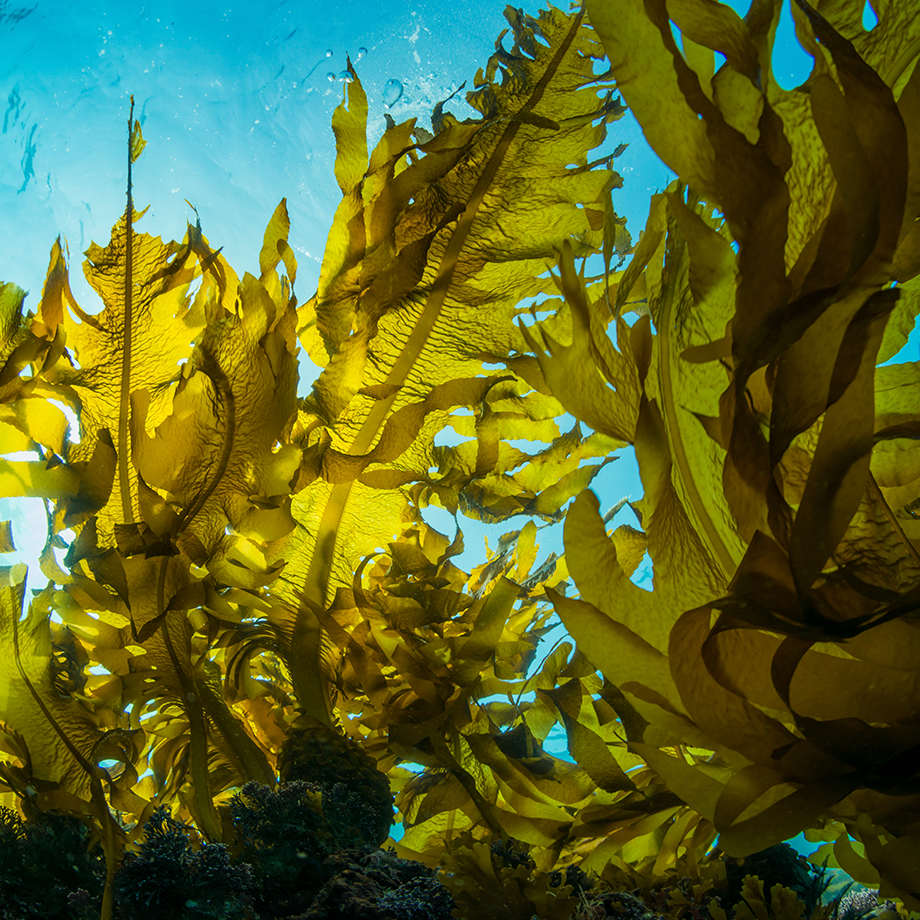 Seaweed